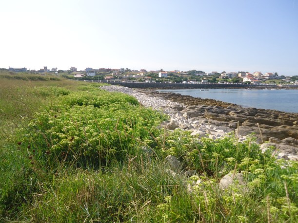 Hinojo Marino