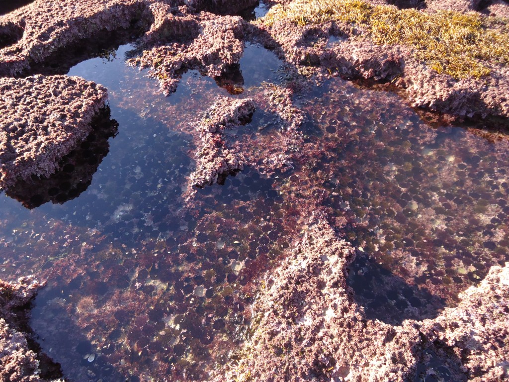 Cubetas de erizos de mar