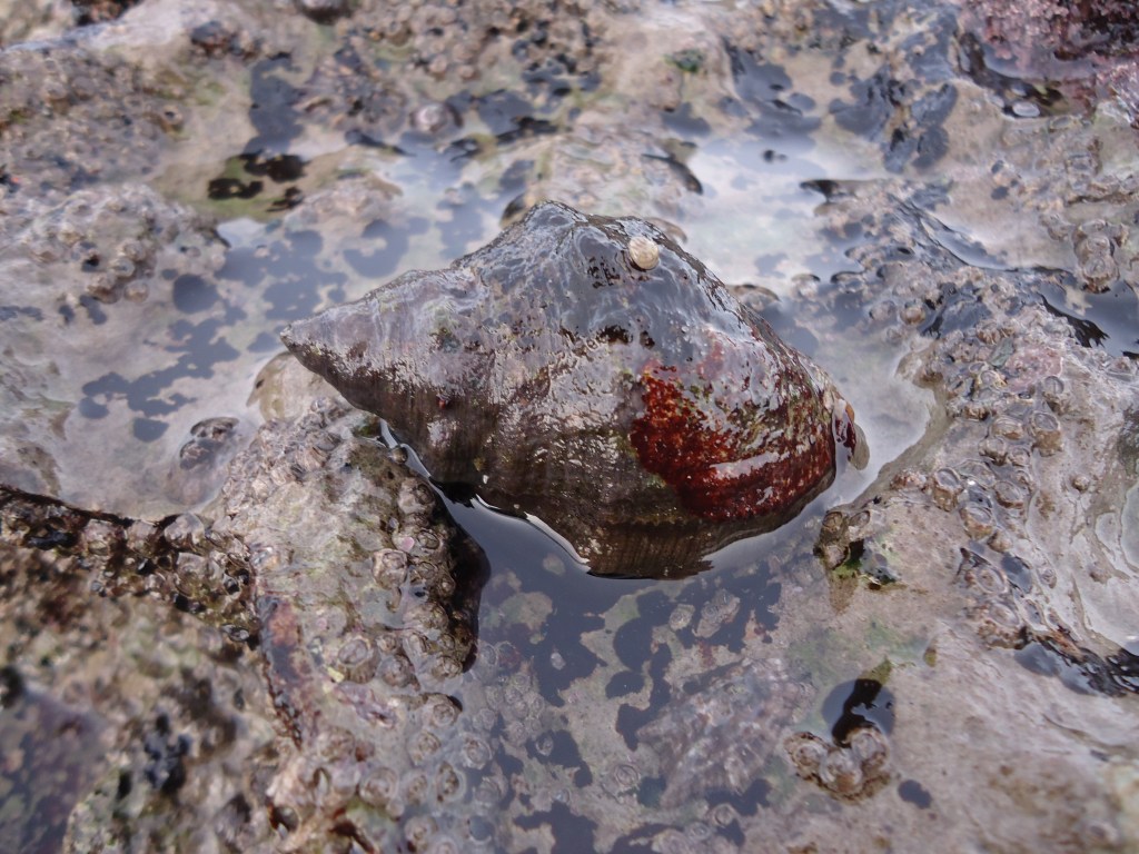 Stramonita haemastoma