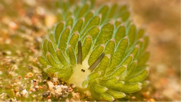 La fotosíntesis no sólo la hacen las plantas