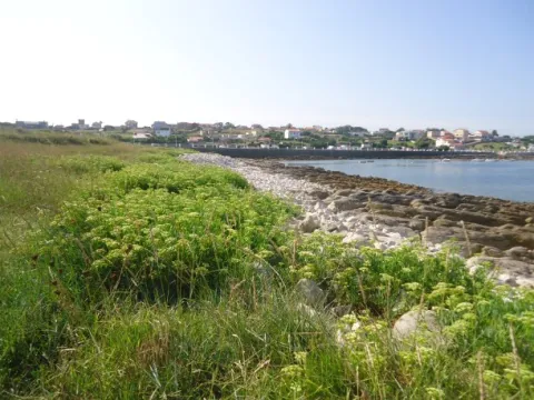 Hinojo Marino