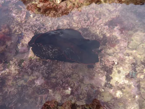 La liebre de mar