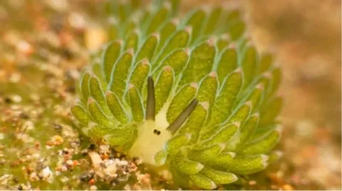 La fotosíntesis no sólo la hacen las plantas